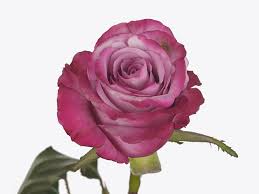 Pink Roses